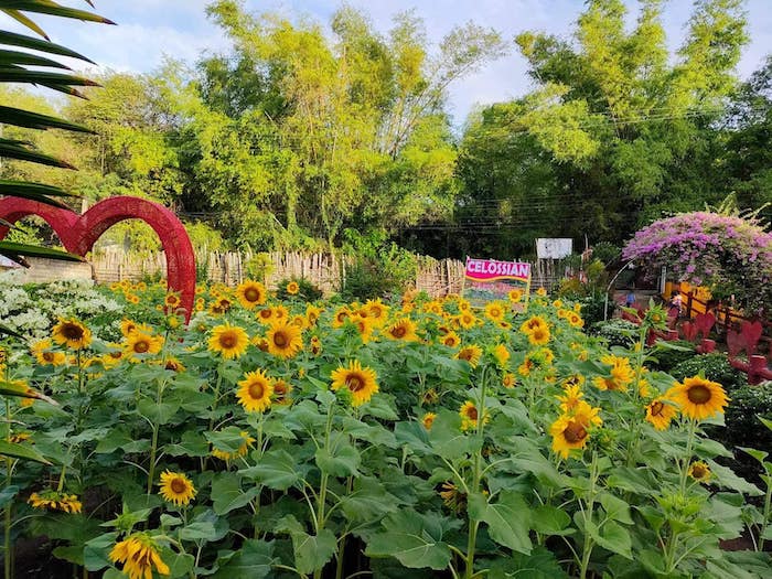 Instagrammable flower farms in PH to give you a breath of fresh air • PhilSTAR Life